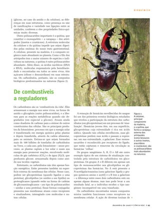 B I O Q U Í M I C A 
dezembro de 2006 • CIÊNCIA HOJE • 27 
(glicose, no caso do amido e da celulose), as dife-renças 
em suas estruturas, como presença ou não 
de ramificações e variedade nas ligações entre as 
unidades, conferem a eles propriedades físico-quí-micas 
muito diversas. 
Outro polissacarídeo importante é a quitina, que 
constitui o exoesqueleto – a carapaça – dos artró-podes 
(insetos e crustáceos). A estrutura molecular 
da celulose e da quitina impede que sejam digeri-dos 
pelas enzimas do nosso trato gastrintestinal. 
A celulose, presente na madeira, é o composto or-gânico 
mais abundante no planeta. Como o filo dos 
artrópodes tem o maior número de espécies e indi-víduos 
na natureza, a quitina é outro polissacarídeo 
abundante. Além disso, os ácidos nucléicos (DNA 
e RNA), moléculas responsáveis pela hereditarie-dade 
e encontradas em todos os seres vivos, têm 
açúcares (ribose e desoxirribose) em suas estrutu-ras. 
Os carboidratos, portanto, são os compostos 
biológicos predominantes na natureza (figura 2). 
De combustíveis 
a reguladores 
Os carboidratos são os ‘combustíveis da vida’. Eles 
armazenam a energia nos seres vivos, na forma de 
amido e glicogênio (outro polissacarídeo), e a libe-ram 
para as reações metabólicas quando são de-gradados 
(em especial a glicose). Atuam ainda 
como doadores de carbono para a síntese de outros 
constituintes das células. São os principais produ-tos 
da fotossíntese, processo em que a energia solar 
é transformada em energia química pelas plantas 
e depois transferida, através da cadeia alimentar, 
para os animais. Estima-se que sejam formados 
mais de 100 bilhões de toneladas de carboidratos 
na Terra, a cada ano, pela fotossíntese – nesse pro-cesso, 
as plantas captam a luz solar e usam sua 
energia para promover reações, envolvendo molé-culas 
de gás carbônico (CO2) e de água (H2O), que 
produzem glicose, armazenada depois como ami-do 
nos tecidos vegetais. 
Entretanto, os carboidratos não têm apenas fun-ção 
energética. Estão presentes também na super-fície 
externa da membrana das células. Nesse caso, 
podem ser glicoproteínas (quando ligados a uma 
proteína), glicolipídios (se unidos a um lipídio) ou 
proteoglicanos (quando estão na forma de cadeias 
de glicosaminoglicanos – um tipo de polissacarídeo 
– unidas a uma proteína). Essas formas conjugadas 
presentes nas membranas atuam como receptores 
e sinalizadores, interagindo com moléculas e ou-tras 
células. 
A remoção de hemácias envelhecidas do sangue 
foi um dos primeiros eventos biológicos estudados 
que revelou a participação da estrutura dos carbo-idratos 
(em glicoproteínas) em um processo de ‘sina-lização’. 
Hemácias jovens têm, em sua superfície, 
glicoproteínas cuja extremidade é rica em ácido 
siálico. Quando tais células envelhecem, suas gli-coproteínas 
perdem esse ácido e passam a expres-sar, 
em sua extremidade, a galactose. Esse monos-sacarídeo 
é reconhecido por receptores do fígado, 
que então capturam e removem da circulação as 
hemácias ‘velhas’. 
Os grupos sangüíneos A, B, O e AB são outro 
exemplo típico de um sistema de sinalização con-trolado 
pela estrutura de carboidratos em glico-proteínas. 
Os grupos A e B diferem em apenas um 
tipo de monossacarídeo nos glicolipídios ou gli-coproteínas 
das hemácias. No A está presente a 
N-acetilgalactosamina (uma galactose ligada a gru-pos 
químicos amino e acetil) e o B tem a galactose 
– a diferença entre esses dois carboidratos está em 
apenas alguns átomos, mas isso pode levar a um 
resultado fatal, se o indivíduo receber o tipo san-güíneo 
incompatível em uma transfusão. 
Os carboidratos encontrados nesses compostos 
mistos também funcionam como receptores na 
membrana celular. A ação de diversas toxinas de  
Figura 2. 
A celulose, 
principal 
componente 
da madeira, 
e a quitina, que 
forma a carapaça 
externa dos 
artrópodes 
(como besouros 
e outros insetos, 
aracnídeos 
e crustáceos), são 
os polissacarídeos 
mais abundantes 
na natureza 
GRUPO KEYSTONE 
 