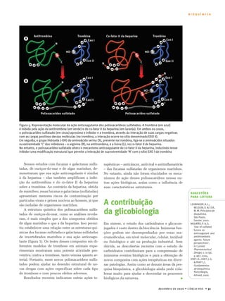 B I O Q U Í M I C A 
SUGESTÕES 
PARA LEITURA 
LEHNINGER, A. L.; 
NELSON, D.  COX, 
M. M. Princípios de 
bioquímica. 
São Paulo, 
Sarvier, 2002. 
MOURÃO, P. A. S. 
‘Use of sulfated 
fucans as 
anticoagulant and 
antithrombotic 
agents: future 
perspectives’, 
in Current 
Pharmaceutical 
Design, v. 10 (9), 
p. 967, 2004. 
VOET, D.; VOET, J. G. 
 PRATT, C. 
Fundamentos 
de bioquímica. 
Porto Alegre, 
Artmed, 2000. 
Figura 5. Representação molecular da ação anticoagulante dos polissacarídeos sulfatados. A trombina (em azul) 
é inibida pela ação da antitrombina (em verde) e do co-fator II da heparina (em laranja). Em ambos os casos, 
o polissacarídeo sulfatado (em cinza) aproxima o inibidor e a trombina, através da interação de suas cargas negativas 
com as cargas positivas dessas moléculas (na trombina, a interação ocorre no sítio denominado EXO II). 
Em seguida, o grupo hidroxila (-OH) do aminoácido serina (S), presente na trombina, liga-se a aminoácidos situados 
na extremidade ‘C’ dos inibidores – a arginina (R), na antitrombina, e a lisina (L), no co-fator II de heparina. 
No entanto, o polissacarídeo sulfatado altera o mecanismo anticoagulante do co-fator II da heparina, induzindo nesse 
inibidor uma modificação estrutural que permite a interação de sua extremidade ‘N’ com o sítio EXO I da trombina 
dezembro de 2006 • CIÊNCIA HOJE • 31 
Nossos estudos com fucanas e galactanas sulfa-tadas, 
de ouriços-do-mar e de algas marinhas, de-monstraram 
que sua ação anticoagulante é similar 
à da heparina – elas também amplificam a inibi-ção 
da antitrombina e do co-fator II da heparina 
sobre a trombina. Ao contrário da heparina, obtida 
de mamífero, essas fucanas e galactanas (sulfatadas) 
apresentam menores riscos de contaminação por 
partículas virais e príons nocivos ao homem, já que 
são isoladas de organismos marinhos. 
A estrutura química dos polissacarídeos sulfa-tados 
de ouriços-do-mar, como as análises revela-ram, 
é mais simples que a dos compostos obtidos 
de algas marinhas e que a da heparina. Isso permi-tiu 
estabelecer uma relação entre as estruturas quí-micas 
das fucanas sulfatadas e galactanas sulfatadas 
de invertebrados marinhos e sua ação anticoagu-lante 
(figura 5). Os testes desses compostos em di-ferentes 
modelos de trombose em animais expe-rimentais 
mostraram uma potente atividade pre-ventiva 
contra a trombose, tanto venosa quanto ar-terial. 
Portanto, esses novos polissacarídeos sulfa-tados 
podem ajudar no desenho estrutural de no-vas 
drogas com ações específicas sobre cada tipo 
de trombose e com poucos efeitos adversos. 
Resultados recentes indicaram outras ações te-rapêuticas 
– anticâncer, antiviral e antiinflamatória 
– das fucanas sulfatadas de organismos marinhos. 
No entanto, ainda não foram elucidados os meca-nismos 
de ação desses polissacarídeos nessas ou-tras 
ações biológicas, assim como a influência de 
suas características estruturais. 
A contribuição 
da glicobiologia 
Em síntese, o estudo dos carboidratos e glicocon-jugados 
é vasto dentro da biociência. Inúmeras fun-ções 
podem ser desempenhadas por essas ma-cromoléculas, 
em nível molecular, celular, tecidual 
ou fisiológico e até na produção industrial. Sem 
dúvida, as descobertas recentes com o estudo de 
carboidratos contribuíram para a compreensão de 
inúmeros eventos biológicos e para a obtenção de 
novos compostos com ações terapêuticas em diver-sas 
patologias. Assim como as demais áreas da pes-quisa 
bioquímica, a glicobiologia ainda pode cola-borar 
muito para ajudar a desvendar os processos 
biológicos da natureza. ■ 
