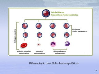 7
Diferenciação das células hematopoiéticas.
 
