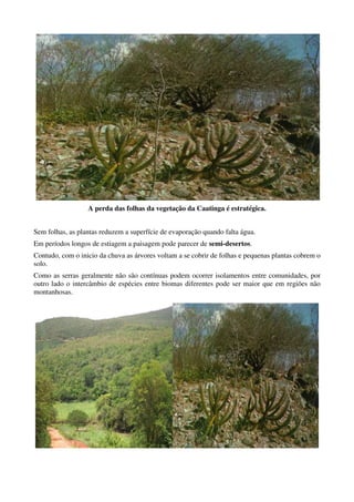 A perda das folhas da vegetação da Caatinga é estratégica.


Sem folhas, as plantas reduzem a superfície de evaporação quando falta água.
Em períodos longos de estiagem a paisagem pode parecer de semi-desertos.
Contudo, com o inicio da chuva as árvores voltam a se cobrir de folhas e pequenas plantas cobrem o
solo.
Como as serras geralmente não são contínuas podem ocorrer isolamentos entre comunidades, por
outro lado o intercâmbio de espécies entre biomas diferentes pode ser maior que em regiões não
montanhosas.
 