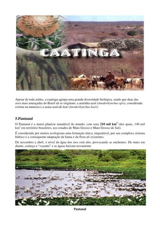Apesar de toda aridez, a caatinga agrupa uma grande diversidade biológica, sendo que duas das
aves mais ameaçadas do Brasil ali se originam: a ararinha-azul (Anodorhynchus spix), considerada
extinta na natureza e a arara-azul-de-lear (Anodorhynchus leari).


5.Pantanal
O Pantanal é a maior planície inundável do mundo, com seus 210 mil km2 (dos quais, 140 mil
km2 em território brasileiro, nos estados de Mato Grosso e Mato Grosso do Sul).
É considerado por muitos ecologistas uma formação única, inigualável, por seu complexo sistema
hídrico e a consequente adaptação da fauna e da flora ali existentes.
De novembro a abril, o nível da água dos rios está alto, provocando as enchentes. De maio em
diante, começa a “vazante” e as águas baixam novamente.




                                            Pantanal
 