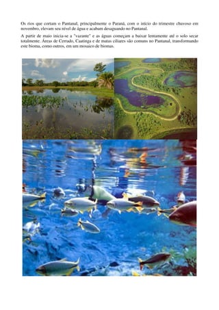 Os rios que cortam o Pantanal, principalmente o Paraná, com o início do trimestre chuvoso em
novembro, elevam seu nível de água e acabam desaguando no Pantanal.
A partir de maio inicia-se a "vazante" e as águas começam a baixar lentamente até o solo secar
totalmente. Áreas de Cerrado, Caatinga e de matas ciliares são comuns no Pantanal, transformando
este bioma, como outros, em um mosaico de biomas.
 