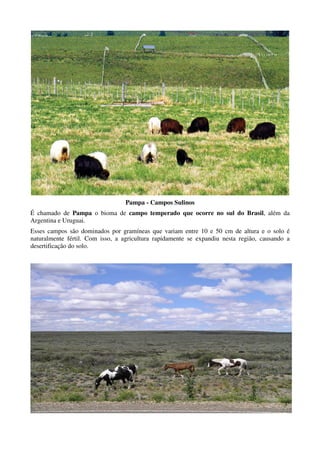Pampa - Campos Sulinos
É chamado de Pampa o bioma de campo temperado que ocorre no sul do Brasil, além da
Argentina e Uruguai.
Esses campos são dominados por gramíneas que variam entre 10 e 50 cm de altura e o solo é
naturalmente fértil. Com isso, a agricultura rapidamente se expandiu nesta região, causando a
desertificação do solo.
 