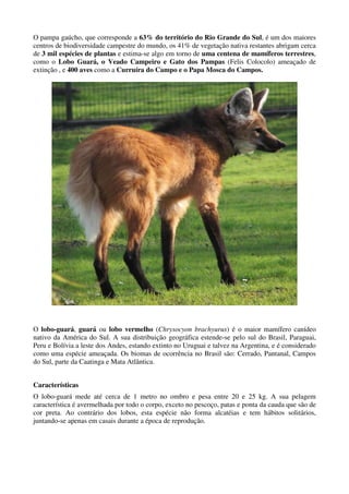 O pampa gaúcho, que corresponde a 63% do território do Rio Grande do Sul, é um dos maiores
centros de biodiversidade campestre do mundo, os 41% de vegetação nativa restantes abrigam cerca
de 3 mil espécies de plantas e estima-se algo em torno de uma centena de mamíferos terrestres,
como o Lobo Guará, o Veado Campeiro e Gato dos Pampas (Felis Colocolo) ameaçado de
extinção , e 400 aves como a Curruíra do Campo e o Papa Mosca do Campos.




O lobo-guará, guará ou lobo vermelho (Chrysocyon brachyurus) é o maior mamífero canídeo
nativo da América do Sul. A sua distribuição geográfica estende-se pelo sul do Brasil, Paraguai,
Peru e Bolívia a leste dos Andes, estando extinto no Uruguai e talvez na Argentina, e é considerado
como uma espécie ameaçada. Os biomas de ocorrência no Brasil são: Cerrado, Pantanal, Campos
do Sul, parte da Caatinga e Mata Atlântica.


Características
O lobo-guará mede até cerca de 1 metro no ombro e pesa entre 20 e 25 kg. A sua pelagem
característica é avermelhada por todo o corpo, exceto no pescoço, patas e ponta da cauda que são de
cor preta. Ao contrário dos lobos, esta espécie não forma alcatéias e tem hábitos solitários,
juntando-se apenas em casais durante a época de reprodução.
 