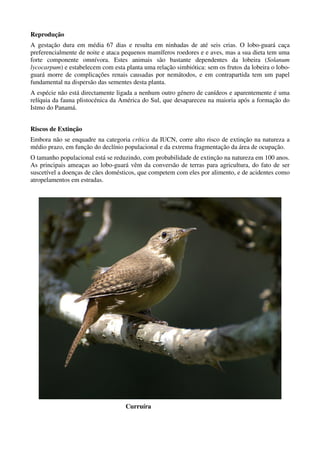 Reprodução
A gestação dura em média 67 dias e resulta em ninhadas de até seis crias. O lobo-guará caça
preferencialmente de noite e ataca pequenos mamíferos roedores e e aves, mas a sua dieta tem uma
forte componente omnívora. Estes animais são bastante dependentes da lobeira (Solanum
lycocarpum) e estabelecem com esta planta uma relação simbiótica: sem os frutos da lobeira o lobo-
guará morre de complicações renais causadas por nemátodos, e em contrapartida tem um papel
fundamental na dispersão das sementes desta planta.
A espécie não está directamente ligada a nenhum outro género de canídeos e aparentemente é uma
relíquia da fauna plistocénica da América do Sul, que desapareceu na maioria após a formação do
Istmo do Panamá.


Riscos de Extinção
Embora não se enquadre na categoria crítica da IUCN, corre alto risco de extinção na natureza a
médio prazo, em função do declínio populacional e da extrema fragmentação da área de ocupação.
O tamanho populacional está se reduzindo, com probabilidade de extinção na natureza em 100 anos.
As principais ameaças ao lobo-guará vêm da conversão de terras para agricultura, do fato de ser
suscetível a doenças de cães domésticos, que competem com eles por alimento, e de acidentes como
atropelamentos em estradas.




                                   Curruíra
 