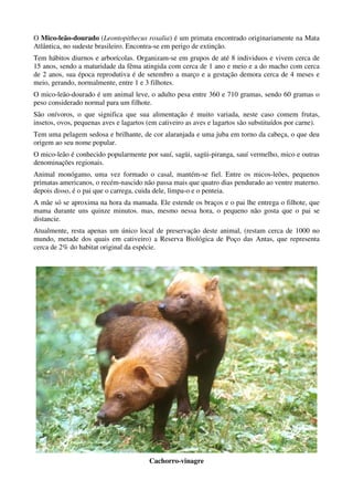O Mico-leão-dourado (Leontopithecus rosalia) é um primata encontrado originariamente na Mata
Atlântica, no sudeste brasileiro. Encontra-se em perigo de extinção.
Tem hábitos diurnos e arborícolas. Organizam-se em grupos de até 8 individuos e vivem cerca de
15 anos, sendo a maturidade da fêma atingida com cerca de 1 ano e meio e a do macho com cerca
de 2 anos, sua época reprodutiva é de setembro a março e a gestação demora cerca de 4 meses e
meio, gerando, normalmente, entre 1 e 3 filhotes.
O mico-leão-dourado é um animal leve, o adulto pesa entre 360 e 710 gramas, sendo 60 gramas o
peso considerado normal para um filhote.
São onívoros, o que significa que sua alimentação é muito variada, neste caso comem frutas,
insetos, ovos, pequenas aves e lagartos (em cativeiro as aves e lagartos são substituídos por carne).
Tem uma pelagem sedosa e brilhante, de cor alaranjada e uma juba em torno da cabeça, o que deu
origem ao seu nome popular.
O mico-leão é conhecido popularmente por sauí, sagüi, sagüi-piranga, sauí vermelho, mico e outras
denominações regionais.
Animal monógamo, uma vez formado o casal, mantém-se fiel. Entre os micos-leões, pequenos
primatas americanos, o recém-nascido não passa mais que quatro dias pendurado ao ventre materno.
depois disso, é o pai que o carrega, cuida dele, limpa-o e o penteia.
A mãe só se aproxima na hora da mamada. Ele estende os braços e o pai lhe entrega o filhote, que
mama durante uns quinze minutos. mas, mesmo nessa hora, o pequeno não gosta que o pai se
distancie.
Atualmente, resta apenas um único local de preservação deste animal, (restam cerca de 1000 no
mundo, metade dos quais em cativeiro) a Reserva Biológica de Poço das Antas, que representa
cerca de 2% do habitat original da espécie.




                                        Cachorro-vinagre
 