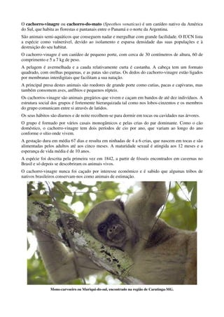 O cachorro-vinagre ou cachorro-do-mato (Speothos venaticus) é um canídeo nativo da América
do Sul, que habita as florestas e pantanais entre o Panamá e o norte da Argentina.
São animais semi-aquáticos que conseguem nadar e mergulhar com grande facilidade. O IUCN lista
a espécie como vulnerável, devido ao isolamento e esparsa densidade das suas populações e à
destruição do seu habitat.
O cachorro-vinagre é um canídeo de pequeno porte, com cerca de 30 centímetros de altura, 60 de
comprimento e 5 a 7 kg de peso.
A pelagem é avermelhada e a cauda relativamente curta é castanha. A cabeça tem um formato
quadrado, com orelhas pequenas, e as patas são curtas. Os dedos do cachorro-vinagre estão ligados
por membranas interdigitais que facilitam a sua natação.
A principal presa destes animais são roedores de grande porte como cutias, pacas e capivaras, mas
também consomem aves, anfíbios e pequenos répteis.
Os cachorros-vinagre são animais gregários que vivem e caçam em bandos de até dez indivíduos. A
estrutura social dos grupos é fortemente hierarquizada tal como nos lobos-cinzentos e os membros
do grupo comunicam entre si através de latidos.
Os seus hábitos são diurnos e de noite recolhem-se para dormir em tocas ou cavidades nas árvores.
O grupo é formado por vários casais monogâmicos e pelas crias do par dominante. Como o cão
doméstico, o cachorro-vinagre tem dois períodos de cio por ano, que variam ao longo do ano
conforme o sítio onde vivem.
A gestação dura em média 67 dias e resulta em ninhadas de 4 a 6 crias, que nascem em tocas e são
alimentadas pelos adultos até aos cinco meses. A maturidade sexual é atingida aos 12 meses e a
esperança de vida média é de 10 anos.
A espécie foi descrita pela primeira vez em 1842, a partir de fósseis encontrados em cavernas no
Brasil e só depois se descobriram os animais vivos.
O cachorro-vinagre nunca foi caçado por interesse económico e é sabido que algumas tribos de
nativos brasileiros conservam-nos como animais de estimação.




               Mono-carvoeiro ou Muriqui-do-sul, encontrado na região de Caratinga-MG.
 