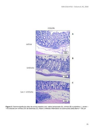 ISSN 2318-4752 – Volume 8, N1, 2020
11
Figura 3. Fotomicrografia de cólon de suínos tratados com: salina tamponada (A), vinhoto (B) e probiótico L. reuteri –
11A crescido em vinhoto (2% de Dextrose) (C). Notar o infiltrado inflamatório na submucosa (seta) Barra = 100 µm
 