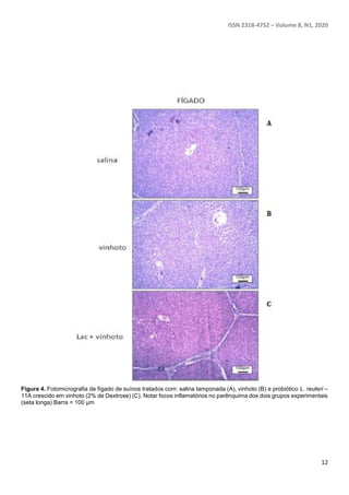 ISSN 2318-4752 – Volume 8, N1, 2020
12
Figura 4. Fotomicrografia de fígado de suínos tratados com: salina tamponada (A), vinhoto (B) e probiótico L. reuteri –
11A crescido em vinhoto (2% de Dextrose) (C). Notar focos inflamatórios no parênquima dos dois grupos experimentais
(seta longa) Barra = 100 µm
 