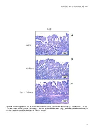 ISSN 2318-4752 – Volume 8, N1, 2020
13
Figura 5. Fotomicrografia de íleo de suínos tratados com: salina tamponada (A), vinhoto (B) e probiótico L. reuteri –
11A crescido em vinhoto (2% de Dextrose) (C). Notar a erosão epitelial (seta longa), edema e infiltrado inflamatório na
mucosa e submucosa (seta longa) em A. Barra = 100 µm
 