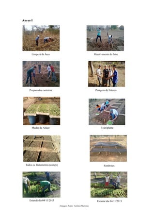 Anexo I
Preparo dos canteiros
Limpeza da Área Revolvimento do Solo
Pesagem do Esterco
Mudas de Alface Transplante
Todos os Tratamentos (campo) Sombrites
Estande dia 04/11/2013 Estande dia 04/11/2013
(Imagens Fonte: Antônio Martins).
 