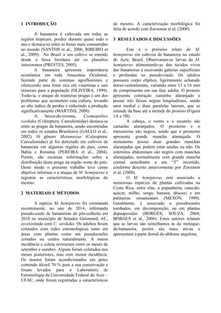 1 INTRODUÇÃO
A bananeira é cultivada em todas as
regiões tropicais, produz durante quase todo o
ano e destaca-se entre as frutas mais consumidas
no mundo (SANTOS et al., 2006; RIBEIRO et
al., 2009). No Brasil o seu cultivo se estende
desde a faixa litorânea até os planaltos
interioranos (PRESTES, 2005).
A bananeira apresenta importância
econômica em toda Amazônia Ocidental,
fazendo parte de sistemas agroflorestais e
oferecendo uma fonte rica em vitaminas e sais
minerais para a população (OLIVEIRA, 1999).
Todavia, o ataque de inúmeras pragas é um dos
problemas que acometem esta cultura, levando
ao alto índice de perdas e reduzindo a produção
significativamente (MARTINS, 2008).
A broca-do-rizoma, Cosmopolites
sordidus (Coleoptera: Curculionidae) destaca-se
entre as pragas da bananeira, sendo encontradas
em todos os estados Brasileiros (GALLO et al.,
2002). O gênero Metamasius (Coleoptera:
Curculionidae) já foi detectado em cultivos de
bananeira em algumas regiões do país, como
Bahia e Roraima (PEREIRA et al., 2004).
Porém, são escassas informações sobre a
distribuição desta praga na região norte do país.
Deste modo o presente trabalho teve como
objetivo informar o a ataque de M. hemipterus e
registrar as características morfológicas do
mesmo.
2 MATERIAIS E MÉTODOS
A espécie M. hemipterus foi constatada
recentemente, no ano de 2014, infestando
pseudo-caule de bananeiras de pós-colheita em
2010 no município de Senador Guiomard, AC,
co-existindo com C. sordidus. Os adultos foram
coletados com redes entomológicas tanto em
áreas com plantas como em pseudocaules
cortados ou caídos naturalmente. A maior
incidência e coleta ocorreram entre os meses de
setembro e outubro. Alguns foram coletados nos
meses posteriores, mas com menor incidência.
Os insetos foram acondicionados em potes
contendo álcool 70 % para a sua conservação e
foram levados para o Laboratório de
Entomologia da Universidade Federal do Acre –
UFAC, onde foram registradas a características
do mesmo. A caracterização morfológica foi
feita de acordo com Zorzenon et al. (2000).
3 RESULTADOS E DISCUSSÕES
Este é o primeiro relato de M.
hemipterus em cultivos de bananeira no estado
do Acre, Brasil. Observaram-se larvas de M.
hemipterus alimentando-se dos tecidos vivos
das bananeiras e escavando galerias superficiais
e profundas no pseudo-caule. Os adultos
possuem corpo elíptico, ligeiramente achatado
dorso-ventralmente, variando entre 13 a 16 mm
de comprimento em sua fase adulta. O pronoto
apresenta coloração castanho alaranjado e
possui três faixas negras longitudinais, sendo
uma medial e duas paralelas laterais, que se
estende da base até a metade do pronoto (Figura
1A e 1B).
A cabeça, o rostro e o escutelo são
castanho alaranjados. O prosterno e o
mesosterno são negros, sendo que o prosterno
apresenta grande mancha alaranjada. O
metasterno possui duas grandes manchas
alaranjadas que podem estar unidas ou não. Os
esternitos abdominais são negros com manchas
alaranjadas, normalmente com grande mancha
central semelhante a um “T” invertido,
conforme descrito anteriormente por Zorzenon
et al. (2000).
O M. hemipterus está associado a
numerosas espécies de plantas cultivadas na
Costa Rica, entre elas, a pupunheira, cana-de-
açúcar, milho, sorgo, banana, abacaxi e em
palmeiras ornamentais (MEXÓN, 1999).
Geralmente, é associado a pseudocaules
tombados, em decomposição, ou em plantas
depauperadas (BORGES; SOUZA, 2004;
BORGES et al., 2006). Estes autores relatam
que as larvas são semelhantes às do moleque-
da-bananeira, porém são mais ativas e
apresentam a parte dorsal do abdome angulosa.
 
