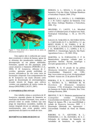 Figura 1 - Vista dorsal (A) e lateral (B) do adulto de
Metamasius hemipterus
Esta espécie não é conhecida por causar
dano econômico à cultura da banana, apesar de
se alimentar dos pseudocaules tombados, em
decomposição ou em plantas debilitadas.
Entretanto, quando em alta população, pode
causar prejuízos à bananeira (PEREIRA et al.,
2004). O M. hemipterus, diferente de C.
sordidus, apresenta grande mobilidade na
lavoura, utilizando-se do vôo como meio de
locomoção e dispersão. Esse comportamento faz
de M. hemipterus um inseto eficiente como
agente de disseminação de entomopatógenos,
levando inóculo de fungos para cultivos
vizinhos com populações de insetos isentas da
doença (DOLINSKI; LACEY, 2007).
4 CONSIDERAÇÕES FINAIS
Este trabalho relatou a ocorrência de M.
hemipterus atacando plantas de bananeira no
município de Senador Guiomard, Acre, sendo o
primeiro relato no estado. Embora seja uma
praga de importância secundária, medidas de
manejo integrado devem ser adotadas, como o
monitoramento, para evitar grandes surtos
populacionais da espécie no estado do Acre.
REFERÊNCIAS BIBLIOGRÁFICAS
BORGES, A. L.; SOUZA, L. O cultivo da
bananeira. Cruz das Almas: Embrapa Mandioca
e Fruticultura Tropical, 2004. 279 p.
BORGES, A. L.; SOUZA, L. S.; CORDEIRO,
Z. J. M. Cultivo orgânico da bananeira. Cruz
das Almas: Embrapa Mandioca e Fruticultura,
2006. 10 p.
DOLINSKI, C.; LACEY, L.A. Microbial
control of arthropod pests of tropical tree fruits.
Neotropical Entomology. v. 36, p. 161-179,
2007.
GALLO, D.; NAKANO, O.; SILVEIRA NETO,
S.; CARVALHO, R. P. L.; BATISTA, J. C. de;
BERTI FILHO, E. B.; PARRA, J. R. B.;
ZUCCHI, R. A.; ALVES, S. B.; VENDRAMIN,
J. D.; MARCHINI, L. C.; LOPES, J. R. C.;
OMOTO, C. Entomologia Agrícola. São Paulo:
Agronômica Ceres, v. 10, 2002, 920 p.
MARTINS, A. N; FURNALETO, F. P. B.
Bananicultura: pesquisas voltadas para a
agricultura familiar. Revista tecnologia e
inovação agropecuária. p 77-86, 2008.
MEXÓN, R. G. El picudo de las palmas
Metamasius hemipterus sericeus (Coleoptera,
Curculionidae). Disponível em <URL:
http://www.miucr.ucr.ac.cr/art_divulg/picudopal
ma.html> Acesso em: 22 de janeiro de 2011.
PEREIRA, P. R. V.; HALFELD-VIEIRA, B.
A.; NECHET, K. L.; MOURÃO JR, M.
Ocorrência de Metamasius hemipterus
(Linnaeus, 1758) (Coleoptera: Curculionidae)
em bananais do Estado de Roraima. Boa Vista:
Embrapa Roraima, 2004.
PRESTES, T. M. V. Dinâmica populacional de
Cosmopolites sordidus (Coleoptera:
Curculionidae) em bananal cv. Nanicão, em São
Miguel do Iguaçu, PR, e sua suscetibilidade a
isolado de Beauveria bassiana. 2005. 1 f.
Dissertação (Mestrado em Agronomia) –
Universidade Estadual do Oeste do Paraná,
2005.
RIBEIRO, G. T.; AZEVEDO, R. L.;
PODEROSO, J. C. M.; OLIVEIRA, M. E. C.
Infestação do moleque da bananeira em
variedades de bananeira, na região de
 