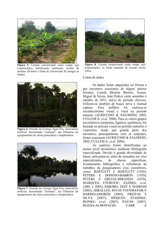 Figura 5. Cerrado caracterizado como campo sujo
(regeneração), antropização (plantação, recinto de
animais silvestres e linha de transmissão de energia ao
fundo)
Figura 6. Oriundo do Córrego Água Fria, reservatório
artificial, denominado “Aratama”, nas Palmeiras há
agrupamentos de vários psitacídeos e ramphatídeos.
Figura 7. Oriundo do Córrego Água Fria, reservatório
artificial, denominado “Aratama”, nas Palmeiras há
agrupamentos de vários psitacídeos e ramphatídeos.
Figura 8. Cerrado caracterizado como campo sujo
(regeneração), ao fundo transição de cerrado strictu
sensu.
Coleta de dados
Os dados foram adquiridos ad libitum e
por encontros ocasionais de alguns autores
(Gomes, Camila Moreira Barreto; Soares,
Miguel & Neves, João Pedro), entre setembro e
outubro de 2011, início do período chuvoso.
Utilizou-se também de busca ativa e manual
captura. Para anfíbios foi realizou-se
reconhecimento visual e vocal no período
noturno (AURICCHIO & SALOMÃO, 2002;
CULLEM Jr. et.al. 2006). Para os outros grupos
taxonômicos (serpentes, lagartos, quelônios), foi
baseada na procura visual no período matutino e
vespertino, sendo que grande parte dos
encontros, principalmente com as serpentes,
foram ocasionais (AURICCHIO & SALOMÃO,
2002; CULLEM Jr. et.al. 2006).
As espécies foram identificadas ao
menor nível taxonômico mediante bibliografia
especializada. Devido à grande diversidade de
fauna, utilizaram-se, além de consultas em sites
especializados, de chaves específicas,
levantamento bibliográfico e referências de
trabalhos de pesquisadores e/ou consultores,
como: BARTLETT E BARTLETT (1938),
PETERS E DONOSO-BARROS (1970),
PETERS E OREJAS-MIRANDA (1970),
MARQUES; ETEROVIC; SAZIMA; et.al.
(2001 e 2005), RIBEIRO; EGIT E HADDAD
(2005), MIRALLES; RIVAS FUENMAYOR E
BARRIO-AMORÓS (2005), FREITAS E
SILVA (2007), DEIQUES; STAHNKE;
REINKE; et.al. (2007), PAVAN (2007),
RUEDA-ALMONACID; CARR E
 