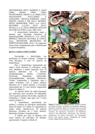 MITTERMEIER (2007), MAMEDE E ALHO
(2008), IBAMA (2008), LIMA;
MAGNUNSSON; MENIN; et.al. (2008), VITT;
MAGNUSSON; AVILA-PIRES E
LIMA(2008), ORTEGA-ANDRADE (2010),
MAFFEI; UBAID E JIM (2011), MENDES-
PINTO; BERNHARD; VOGT; et.al. (2011),
RECODER, et.al.2011; IUCN (2012),
SEGALLA; et.al. (2014), BÉRNILS, RENATO
SILVEIRA & COSTA, (org.). SBH. 2014.
A nomenclatura taxonômica segue a
adotada pela Sociedade Brasileira de
Herpetologia/SBH (SEGALLA; et.al. (2014),
BÉRNILS, RENATO SILVEIRA & COSTA,
(org.). SOCIEDADE BRASILEIRA DE
HERPETOLOGIA/SBH, 2014.). Os espécimes
foram soltos imediatamente após a identificação
e registro fotográfico.
RESULTADOS E DISCUSSÕES
Encontradas e identificadas, nas
imediações do Projeto Aratama / Refúgio da
Vida Selvagem, o total 43 espécies da
herpetofauna.
Para a herpetofauna representada por
répteis, foram descritos 23 indivíduos, sendo
mais abundante a ordem Squamata com 20
espécies diferentes em 13 famílias
(Amphisbaenidae, Boidae, Colubridae,
Dactyloide, Dipsadidae, Gekkonidae,
Gymnophthalmidae, Iguanidae, Mabuyidae,
Teiidae, Tropiduridae e Viperidae), para a
ordem Testudines com 2 (duas) espécies
diferentes em 2 (duas) famílias e Crocodylia
representada por (1) uma família Aligatoridae
(figura 9 e tabela 1).
As famílias dentro da ordem Squamata
que obtiveram mais encontros foi Dipsadidae
com 4 (quatro) espécies observadas, seguidas de
Colubridae e Teiidae cada qual com 3 (três)
espécies (tabela 1).
A herpetofauna, representada por
anfíbios, o número de indivíduos identificados
foram 20 (figura 10 e tabela 2). Enquadrada na
ordem Anura, identificou-se, 20 espécies
diferentes, divididas em 3 (três) famílias:
Bufonidae, Hylidae e Leptodactylidae.
A família que mais se destacou com
maior número de indivíduos foi Hylidae,
apresentando 12 espécies. (tabela 2).
Figura 9. Espécies de répteis presentes na área e entorno
do Projeto Aratama, município de Presidente Kennedy,
Estado do Tocantins, Brasil. (A) Amphisbaena kraoh (B)
Boa constrictor; (C) Chironius exoletus; (D) Leptodeira
annulata; (E) Oxyrhopus trigeminus; (F) Philodryas
nattereri; (G) Chelonoidis carbonarius; (H) Phrynops
geoffroanus; (I) Norops chrysolepis; (J) Notomabuya
frenata; (K) Iguana iguana. Fotografias de Camila
Gomes, Miguel Soares & João Neves.
 
