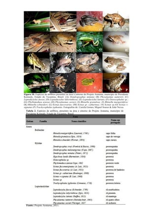 Tabela 2. Espécies de anfíbios, presentes na área e entorno do Projeto Aratama, município de
Presidente Kennedy, Estado do Tocantins, Brasil.
Figura 10. Espécies de anfíbios presentes na área e entorno do Projeto Aratama, município de Presidente
Kennedy, Estado do Tocantins, Brasil. (A) Dendropsophus minutus (B) Physalaemus nattereri; (C)
Leptodactylus fuscus; (D) Leptodactylus labyrinthicus; (E) Leptodactylus latrans; (F) Osteocephalus sp.;
(G) Phyllomedusa azurea; (H) Physalaemus cuvieri; (I) Rhinella granulosa; (J) Rhinella margaritifera;
(K) Rhinella schneideri; (L) Scinax fuscovarius; (M) Scinax gr. catharinae; (N) Scinax sp.(O) Scinax v-
signatus (P) Trachycephalus typhonius. Fotografias de: Camila Gomes, Miguel Soares & João Neves.
Fonte: Projeto Aratama, 2011.
 
