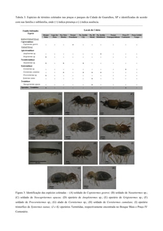 Tabela 3: Espécies de térmites coletados nas praças e parques da Cidade de Guarulhos, SP e identificadas de acordo
com sua família e subfamilia, onde (+) indica presença e (-) indica ausência.
Figura 3: Identificação das espécies coletadas – (A) soldado de Coptotermes gestroi; (B) soldado de Nasutitermes sp.;
(C) soldado de Neocapritermes opacus; (D) operário de Anoplotermes sp.; (E) operário de Grigiotermes sp.; (F)
soldado de Procornitermes sp.; (G) alado de Cornitermes sp.; (H) soldado de Cornitermes cumulans; (I) operário
trimorfico de Syntermes nanus; (J e K) operários Termitidae, respectivamente encontrada no Bosque Maia e Praça IV
Centenário.
 