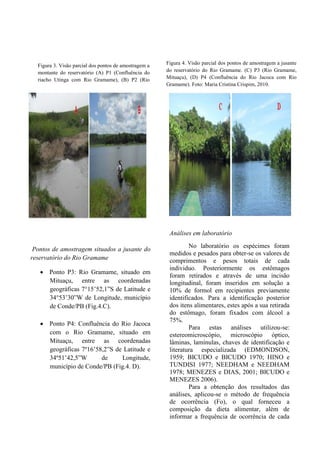 Pontos de amostragem situados a jusante do
reservatório do Rio Gramame
 Ponto P3: Rio Gramame, situado em
Mituaçu, entre as coordenadas
geográficas 7°15’52,1”S de Latitude e
34°53’30”W de Longitude, município
de Conde/PB (Fig.4.C).
 Ponto P4: Confluência do Rio Jacoca
com o Rio Gramame, situado em
Mituaçu, entre as coordenadas
geográficas 7º16’58,2”S de Latitude e
34º51’42,5”W de Longitude,
município de Conde/PB (Fig.4. D).
Análises em laboratório
No laboratório os espécimes foram
medidos e pesados para obter-se os valores de
comprimentos e pesos totais de cada
individuo. Posteriormente os estômagos
foram retirados e através de uma incisão
longitudinal, foram inseridos em solução a
10% de formol em recipientes previamente
identificados. Para a identificação posterior
dos itens alimentares, estes após a sua retirada
do estômago, foram fixados com álcool a
75%.
Para estas análises utilizou-se:
estereomicroscópio, microscópio óptico,
lâminas, lamínulas, chaves de identificação e
literatura especializada (EDMONDSON,
1959; BICUDO e BICUDO 1970; HINO e
TUNDISI 1977; NEEDHAM e NEEDHAM
1978; MENEZES e DIAS, 2001; BICUDO e
MENEZES 2006).
Para a obtenção dos resultados das
análises, aplicou-se o método de frequência
de ocorrência (Fo), o qual forneceu a
composição da dieta alimentar, além de
informar a frequência de ocorrência de cada
Figura 3. Visão parcial dos pontos de amostragem a
montante do reservatório (A) P1 (Confluência do
riacho Utinga com Rio Gramame), (B) P2 (Rio
Gramame, Vaiscecada).Foto: Maria Cristina Crispim,
2010.
Figura 4. Visão parcial dos pontos de amostragem a jusante
do reservatório do Rio Gramame. (C) P3 (Rio Gramame,
Mituaçu), (D) P4 (Confluência do Rio Jacoca com Rio
Gramame). Foto: Maria Cristina Crispim, 2010.
 