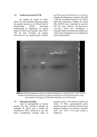 7.4 Análise da reação de PCR
Na análise da reação de PCR,
obteve-se como resultado a presença bandas
de tamanho próximo a de 200 pb. Egli &
Henick-kling (2001) obtiveram
amplificação de fragmentos da mesma
região do DNA com tamanho entre 450 e
550 bp para leveduras do gênero
Brettanomyces sp, enquanto para Candida
sp, Pichia sp e Saccharomyces cerevisiae o
tamanho dos fragmentos variaram entre 600
e 900 bp. Fernández-Espinar et al. (2010)
obtiveram fragmentos, também da região
ITS do DNA, com o tamanho de cerca de
850 bp para espécies Saccharomyces
cerevisiae. Fatos que invalidaram o
resultado obtido nesta parte do trabalho por
estarem não condizentes com os obtidos por
outros pesquisadores.
Figura 4. Perfil de bandas dos amplicons obtidos utilizando-se o iniciador ITS 1 e ITS 2 com os
isolados de leveduras Saccharomyces do mosto fermentado do Vale do São Francisco, mais
precisamente em Sergipe. M: Marcador molecular com até 2kb ladder.
7.5 Tolerância alcoólica
Após ter acompanhado os mostos
durante sete dias, fazendo a aferição da
produção de álcool com o auxílio do
refratômetro ºBrix, observou-se que não
houve considerável variação entre as
amostras, pois o valor inicial de todas elas
foram 11 ºBrix, permanecendo assim
durante seis dias e no último dia houve uma
pequena mudança nas amostras contendo
3,5%, 4%, 4,5% e 5% como mostra a
(Tabela 3).
 