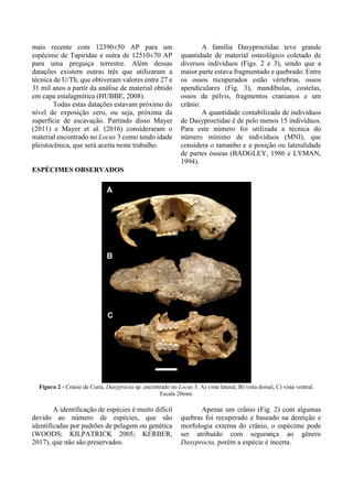mais recente com 12390±50 AP para um
espécime de Tapiridae e outra de 12510±70 AP
para uma preguiça terrestre. Além dessas
datações existem outras três que utilizaram a
técnica de U/Th, que obtiveram valores entre 27 e
31 mil anos a partir da análise de material obtido
em capa estalagmítica (HUBBE, 2008).
Todas estas datações estavam próximo do
nível de exposição zero, ou seja, próxima da
superfície de escavação. Partindo disso Mayer
(2011) e Mayer et al. (2016) consideraram o
material encontrado no Locus 3 como tendo idade
pleistocênica, que será aceita neste trabalho.
ESPÉCIMES OBSERVADOS
A família Dasyproctidae teve grande
quantidade de material osteológico coletado de
diversos indivíduos (Figs. 2 e 3), sendo que a
maior parte estava fragmentado e quebrado. Entre
os ossos recuperados estão vértebras, ossos
apendiculares (Fig. 3), mandíbulas, costelas,
ossos da pélvis, fragmentos cranianos e um
crânio.
A quantidade contabilizada de indivíduos
de Dasyproctidae é de pelo menos 15 indivíduos.
Para este número foi utilizada a técnica do
número mínimo de indivíduos (MNI), que
considera o tamanho e a posição ou lateralidade
de partes ósseas (BADGLEY, 1986 e LYMAN,
1994).
Figura 2 - Cranio de Cutia, Dasyprocta sp. encontrado no Locus 3. A) vista lateral, B) vista dorsal, C) vista ventral.
Escala 20mm.
A identificação de espécies é muito difícil
devido ao número de espécies, que são
identificadas por padrões de pelagem ou genética
(WOODS; KILPATRICK 2005; KERBER,
2017), que não são preservados.
Apenas um crânio (Fig. 2) com algumas
quebras foi recuperado e baseado na dentição e
morfologia externa do crânio, o espécime pode
ser atribuído com segurança ao gênero
Dasyprocta, porém a espécie é incerta.
 
