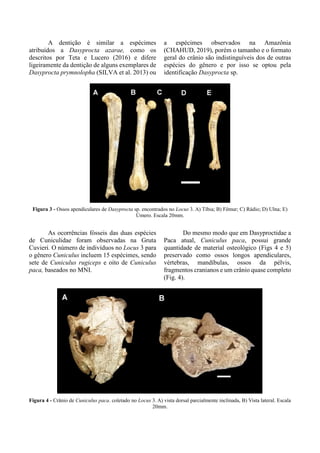 A dentição é similar a espécimes
atribuídos a Dasyprocta azarae, como os
descritos por Teta e Lucero (2016) e difere
ligeiramente da dentição de alguns exemplares de
Dasyprocta prymnolopha (SILVA et al. 2013) ou
a espécimes observados na Amazônia
(CHAHUD, 2019), porém o tamanho e o formato
geral do crânio são indistinguíveis dos de outras
espécies do gênero e por isso se optou pela
identificação Dasyprocta sp.
Figura 3 - Ossos apendiculares de Dasyprocta sp. encontrados no Locus 3. A) Tíbia; B) Fêmur; C) Rádio; D) Ulna; E)
Úmero. Escala 20mm.
As ocorrências fósseis das duas espécies
de Cuniculidae foram observadas na Gruta
Cuvieri. O número de indivíduos no Locus 3 para
o gênero Cuniculus incluem 15 espécimes, sendo
sete de Cuniculus rugiceps e oito de Cuniculus
paca, baseados no MNI.
Do mesmo modo que em Dasyproctidae a
Paca atual, Cuniculus paca, possui grande
quantidade de material osteológico (Figs 4 e 5)
preservado como ossos longos apendiculares,
vértebras, mandíbulas, ossos da pélvis,
fragmentos cranianos e um crânio quase completo
(Fig. 4).
Figura 4 - Crânio de Cuniculus paca. coletado no Locus 3. A) vista dorsal parcialmente inclinada, B) Vista lateral. Escala
20mm.
 