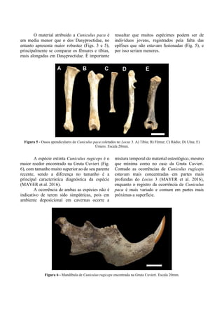 O material atribuído a Cuniculus paca é
em media menor que o dos Dasyproctidae, no
entanto apresenta maior robustez (Figs. 3 e 5),
principalmente se comparar os fêmures e tíbias,
mais alongadas em Dasyproctidae. É importante
ressaltar que muitos espécimes podem ser de
indivíduos jovens, registrados pela falta das
epífises que não estavam fusionadas (Fig. 5), e
por isso seriam menores.
Figura 5 - Ossos apendiculares de Cuniculus paca coletados no Locus 3. A) Tíbia; B) Fêmur; C) Rádio; D) Ulna; E)
Úmero. Escala 20mm.
A espécie extinta Cuniculus rugiceps é o
maior roedor encontrado na Gruta Cuvieri (Fig.
6), com tamanho muito superior ao do seu parente
recente, sendo a diferença no tamanho é a
principal característica diagnóstica da espécie
(MAYER et al. 2016).
A ocorrência de ambas as espécies não é
indicativo de terem sido simpátricas, pois em
ambiente deposicional em cavernas ocorre a
mistura temporal do material osteológico, mesmo
que mínima como no caso da Gruta Cuvieri.
Contudo as ocorrências de Cuniculus rugiceps
estavam mais concentradas em partes mais
profundas do Locus 3 (MAYER et al. 2016),
enquanto o registro da ocorrência de Cuniculus
paca é mais variado e comum em partes mais
próximas a superfície.
Figura 6 - Mandíbula de Cuniculus rugiceps encontrada na Gruta Cuvieri. Escala 20mm.
 