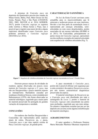 A presença de Cuniculus paca em
depósitos do Quaternário provém dos estados de
Minas Gerais, Bahia, Pará, Mato Grosso do Sul,
Goiás, Paraná, Piauí e São Paulo (CHAHUD,
2001; 2005; MAYER et al. 2016; KERBER,
2017), porém Cuniculus rugiceps os registros
estão restritos a Minas Gerais e Piauí, mas é
possível que o registro seja maior devido a alguns
espécimes identificados como Cuniculus paca
poderem pertencer a Cuniculus rugiceps
(MAYER et al. 2016).
CARACTERIZAÇÃO TAFONÔMICA
Os loci da Gruta Cuvieri serviram como
armadilha para os macrovertebrados que lá
entravam e acabavam presos em seus interiores.
Devido a isso boa parte da acumulação óssea é
representada por carcaças articuladas, semi-
articuladas ou com ossos desarticulados, porém
associados de um mesmo indivíduo (HUBBE et
al. 2011). Os Cuniculidae, principalmente as
partes ósseas de Cuniculus rugiceps, apresentam
um dos melhores exemplos de material articulado
com sequência de vértebras articuladas (Fig. 7).
Figura 7 - Sequência de vértebras articuladas de Cuniculus rugiceps encontradas no Locus 3. Escala 20mm.
Ocorrem poucas marcas de atividades de
roedores, apenas observadas em poucos ossos
maiores de Cuniculus rugiceps e C. paca, mas
não em Dasyproctidae e pouco material exposto
ao intemperismo. Rachaduras causadas por
mudanças climáticas bruscas, como estudadas por
Behrensmeyer (1978), não foram observadas no
material osteológico, sugerindo que a maior parte
do material preservado foi protegida de grandes
variações de temperatura e umidade.
CONCLUSÕES
Os roedores das famílias Dasyproctidae e
Cuniculidae são representados pelas espécies
atuais de cutias, Dasyprocta sp., e pacas,
Cuniculus paca e por uma espécie extinta de
Paca, Cuniculus rugiceps, de grande porte.
A paca encontrada é Cuniculus paca,
porém não é possível afirmar com segurança que
a cutia existente é da espécie Dasyprocta azarae,
por não termos características diagnósticas
preservadas da espécie.
O material osteológico de Dasyprocta sp.
e Cuniculus paca está distribuído por toda a
estratigrafia do Locus 3, porém o material de
Cuniculus rugiceps está concentrado nas partes
mais profundas, sugerindo que seja mais antigo.
No entanto é importante ressaltar que por ser um
depósito em caverna existe alguma remobilização
de material osteológico.
AGRADECIMENTOS
O autor agradece a Professora Doutora
Maria Mercedes Martinez Okumura responsável
 