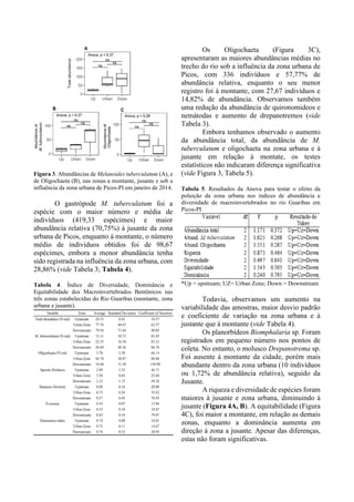 Figura 3. Abundâncias de Melanoides tuberculatum (A), e
de Oligochaeta (B), nas zonas a montante, jusante e sob a
influência da zona urbana de Picos-PI em janeiro de 2014.
O gastrópode M. tuberculatum foi a
espécie com o maior número e média de
indivíduos (419,33 espécimes) e maior
abundância relativa (70,75%) à jusante da zona
urbana de Picos, enquanto à montante, o número
médio de indivíduos obtidos foi de 98,67
espécimes, embora a menor abundância tenha
sido registrada na influência da zona urbana, com
28,86% (vide Tabela 3; Tabela 4).
Tabela 4. Índice de Diversidade, Dominância e
Equitabilidade dos Macroinvertebrados Bentônicos nas
três zonas estabelecidas do Rio Guaribas (montante, zona
urbana e jusante).
Os Oligochaeta (Figura 3C),
apresentaram as maiores abundâncias médias no
trecho do rio sob a influência da zona urbana de
Picos, com 336 indivíduos e 57,77% de
abundância relativa, enquanto o seu menor
registro foi à montante, com 27,67 indivíduos e
14,82% de abundância. Observamos também
uma redução da abundância de quironomideos e
nemátodas e aumento de drepanotremos (vide
Tabela 3).
Embora tenhamos observado o aumento
da abundância total, da abundância de M.
tuberculatum e oligochaeta na zona urbana e à
jusante em relação à montate, os testes
estatísticos não indicaram diferença significativa
(vide Figura 3, Tabela 5).
Tabela 5. Resultados da Anova para testar o efeito da
poluição da zona urbana nos índices de abundância e
diversidade de macroinvertebrados no rio Guaribas em
Picos-PI
*Up = upstream; UZ= Urban Zone; Down = Downstream
Todavia, observamos um aumento na
variabilidade das amostras, maior desvio padrão
e coeficiente de variação na zona urbana e à
justante que à montante (vide Tabela 4).
Os planorbídeos Biomphalaria sp. Foram
registrados em pequeno número nos pontos de
coleta. No entanto, o molusco Drepanotrema sp.
Foi ausente à montante da cidade, porém mais
abundante dentro da zona urbana (10 indivíduos
ou 1,72% de abundância relativa), seguido da
Jusante.
A riqueza e diversidade de espécies foram
maiores à jusante e zona urbana, diminuindo à
jusante (Figura 4A, B). A equitabilidade (Figura
4C), foi maior a montante, em relação as demais
zonas, enquanto a dominância aumenta em
direção à zona a jusante. Apesar das diferenças,
estas não foram significativas.
 