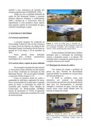 atrelado a isso, estimativas do tamanho dos
estoques populacionais (VAZZOLER, 1996).
Tendo em vista a realidade ambiental da
região de São Raimundo Nonato, a presente
pesquisa objetivou fortalecer o conhecimento
sobre a biologia de A. bimaculatus além de
experimentar o ciclo produtivo dessa espécie
num pequeno sistema de recirculação de água,
conforme metodologia a seguir.
2. MATERIAS E METÓDOS
2.1 Local do experimento
A presente pesquisa foi conduzida na
Universidade Federal do Vale do São Francisco
no campus Serra da Capivara, na cidade de São
Raimundo Nonato, localizada no Sul do Piauí, no
período de 15 de março a 30 de setembro de
2021.
Nesse período foram realizadas
biometrias para verificar características
morfológicas de A. bimaculatus.
2.2 Local de coleta e espécie de peixe utilizada
Os exemplares da piaba-do-rabo-amarelo
A. bimaculatus foram coletados em dois trechos
do rio Piauí, localizado no município de São
Raimundo Nonato – PI, nos povoados Fechadão
e Lagoa dos Torrões (Figura 1 e 2).
Como no primeiro ponto de coleta a
quantidade de indivíduos capturados foi baixa,
houve a necessidade de se partir para o segundo
ponto de coleta. A autorização de coleta foi
concedida pelo Instituto Chico Mendes de
Conservação da Biodiversidade (ICMBio)
através de documento nº 78164. O apetrecho
utilizado para a captura dos exemplares foi a rede
de arrasto de praia.
Figura 1. Local de coleta para a obtenção de A.
bimaculatus no município de São Raimundo Nonato-PI:
(A) Localidade ‘Fechadão’; (B) Localidade ‘Lagoa dos
Torrões’. Fonte: produzida pelos autores (2021).
Foram coletados 210 indivíduos, 60 deles
utilizados para a verificação da morfologia
externa e proporção sexual, e os demais 150
utilizados para a avaliação do ganho de peso em
condições intensivas de criação.
2.3 Montagem do sistema de cultivo
Um sistema de criação e produção de
peixes do tipo “Sistema de Recirculação
Aquícola (RAS)” foi montado no Campus Serra
da Capivara (Figura 2).
O RAS se configura como uma
alternativa aos sistemas de produção
convencionais que utilizam uma demanda alta de
água para seu funcionamento. A principal
vantagem é economia de água, visto que água
circula várias vezes sendo filtrada antes de
retornar ao tanque de criação.
Figura 2. Sistema de cultivo do tipo Sistema de
Recirculação Aquícola (RAS) de A. bimaculatus montado
para o experimento - UNIVASF Campus Serra da
Capivara.
 