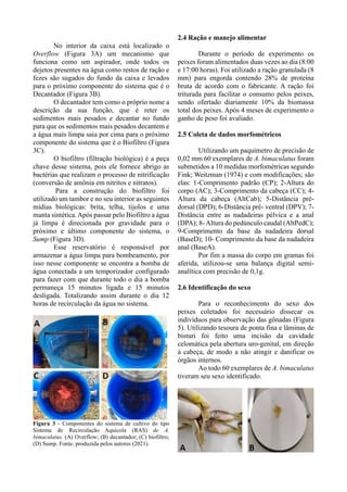 No interior da caixa está localizado o
Overflow (Figura 3A) um mecanismo que
funciona como um aspirador, onde todos os
dejetos presentes na água como restos de ração e
fezes são sugados do fundo da caixa e levados
para o próximo componente do sistema que é o
Decantador (Figura 3B).
O decantador tem como o próprio nome a
descrição da sua função, que é reter os
sedimentos mais pesados e decantar no fundo
para que os sedimentos mais pesados decantem e
a água mais limpa saia por cima para o próximo
componente do sistema que é o Biofiltro (Figura
3C).
O biofiltro (filtração biológica) é a peça
chave desse sistema, pois ele fornece abrigo as
bactérias que realizam o processo de nitrificação
(conversão de amônia em nitritos e nitratos).
Para a construção do biofiltro foi
utilizado um tambor e no seu interior as seguintes
mídias biológicas: brita, telha, tijolos e uma
manta sintética.Após passar pelo Biofiltro a água
já limpa é direcionada por gravidade para o
próximo e último componente do sistema, o
Sump (Figura 3D).
Esse reservatório é responsável por
armazenar a água limpa para bombeamento, por
isso nesse componente se encontra a bomba de
água conectada a um temporizador configurado
para fazer com que durante todo o dia a bomba
permaneça 15 minutos ligada e 15 minutos
desligada. Totalizando assim durante o dia 12
horas de recirculação da água no sistema.
Figura 3 - Componentes do sistema de cultivo do tipo
Sistema de Recirculação Aquícola (RAS) de A.
bimaculatus. (A) Overflow; (B) decantador; (C) biofiltro;
(D) Sump. Fonte: produzida pelos autores (2021).
2.4 Ração e manejo alimentar
Durante o período de experimento os
peixes foram alimentados duas vezes ao dia (8:00
e 17:00 horas). Foi utilizado a ração granulada (8
mm) para engorda contendo 28% de proteína
bruta de acordo com o fabricante. A ração foi
triturada para facilitar o consumo pelos peixes,
sendo ofertado diariamente 10% da biomassa
total dos peixes. Após 4 meses de experimento o
ganho de peso foi avaliado.
2.5 Coleta de dados morfométricos
Utilizando um paquímetro de precisão de
0,02 mm 60 exemplares de A. bimaculatus foram
submetidos a 10 medidas morfométricas segundo
Fink; Weitzman (1974) e com modificações; são
elas: 1-Comprimento padrão (CP); 2-Altura do
corpo (AC); 3-Comprimento da cabeça (CC); 4-
Altura da cabeça (AltCab); 5-Distância pré-
dorsal (DPD); 6-Distância pré- ventral (DPV); 7-
Distância entre as nadadeiras pélvica e a anal
(DPA); 8-Altura do pedúnculo caudal (AltPedC);
9-Comprimento da base da nadadeira dorsal
(BaseD); 10- Comprimento da base da nadadeira
anal (BaseA).
Por fim a massa do corpo em gramas foi
aferida, utilizou-se uma balança digital semi-
analítica com precisão de 0,1g.
2.6 Identificação do sexo
Para o reconhecimento do sexo dos
peixes coletados foi necessário dissecar os
indivíduos para observação das gônadas (Figura
5). Utilizando tesoura de ponta fina e lâminas de
bisturi foi feito uma incisão da cavidade
celomática pela abertura uro-genital, em direção
à cabeça, de modo a não atingir e danificar os
órgãos internos.
Ao todo 60 exemplares de A. bimaculatus
tiveram seu sexo identificado.
 