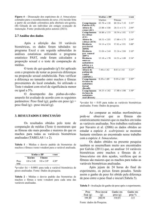 Figura 4 – Dissecação dos espécimes de A. bimaculatus
coletados para o reconhecimento do sexo. (A) incisão feita
a partir da cavidade celomática pela abertura uro-genita;
(B) Gônada de um indivíduo em estágio avançado de
maturação. Fonte: produzida pelos autores (2021).
2.7 Análise dos dados
Após a aferição das 10 variáveis
biométricas, os dados foram tabulados no
programa Excel e em seguida submetidas às
análises estatísticas utilizando o programa
estatístico PAST, onde foram calculados a
proporção sexual e o teste de comparação de
médias.
O teste do qui-quadrado (χ²) foi aplicado
com o propósito de testar as possíveis diferenças
na proporção sexual estabelecida. Para verificar
a diferença no tamanho entre machos e fêmeas
provenientes do local estudado, foi utilizado o
Teste t-student com nível de significância menor
ou igual a 5%.
O desempenho das piabas-do-rabo-
amarelo foi avaliado de acordo com os seguintes
parâmetros: Peso final (g); ganho em peso (g) =
peso final (g) - peso inicial (g).
3. RESULTADOS E DISCUSSÃO
Os resultados obtidos pelo teste de
comparação de médias (Teste t) mostraram que
as fêmeas são mais pesadas e maiores do que os
machos para todas as variáveis biométricas
analisadas (TABELAS 1 e 2).
Tabela 1 - Médias e desvio padrão de biometrias de
machos e fêmea e teste t-student para a variável analisada.
*p-valor foi < 0.0001 para toda a variável biométrica de
pesos analisadas. Fonte: Dados da pesquisa.
Tabela 2 - Médias e desvio padrão das biometrias de
machos e fêmea e teste t-student para cada uma das
variáveis analisadas.
*p-valor foi < 0.05 para todas as variáveis biométricas
analisadas. Fonte: Dados da pesquisa.
Ao comparar as médias morfométricas
pode-se observar que as fêmeas são
estatisticamente maiores que os machos em todas
as variáveis analisadas. Nos trabalhos realizados
por Navarro et al. (2006) os dados obtidos ao
estudar a espécie A. scabripinnis se mostram
bastante similares ao encontrado nesse trabalho
com a espécie A. bimaculatus.
Os dados obtidos na presente pesquisa
também se assemelham muito aos encontrados
por Galvão (2011) que, ao analisar 14 variáveis
biométricas entre machos e fêmeas de A.
bimaculatus em dois açudes, verificou que as
fêmeas são maiores que os machos para todas as
variáveis biométricas analisadas.
Após jejum de 24 horas do final do
experimento, os peixes foram pesados. Sendo
assim o ganho de peso foi obtido pela diferença
de peso entre o peso final e inicial (Tabela 5).
Tabela 3 - Avaliação do ganho de peso após o experimento.
Fonte: dados da Pesquisa.
 