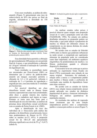 Com esses resultados, as piabas-do-rabo-
amarelo (Figura 5) apresentaram uma taxa de
sobrevivência de 85% dos peixes ao final da
engorda, utilizando-se a densidade de 150
peixes/m3
.
Figura 5 - Piaba-do-rabo-amarelo após crescimento final
no Sistema de Recirculação Aquícola (RAS). Fonte:
produzida pelos autores (2021).
Essa densidade baixa permitiu a obtenção
de aproximadamente 600 gramas em um período
final de 4 meses, o que possibilitaria a obtenção
de 1,8 kg/m3
referente à realização de 3 períodos
de engorda por ano.
Esses resultados se assemelham muito
aos encontrados por Porto-Foresti (2001) ao
demonstrar que o cultivo da piaba-de-rabo-
amarelo em tanques escavados permitiu a
obtenção de 1,8 a 2,4 quilos/m2, referente à
realização de 3 a 4 períodos de reprodução e
engorda por ano, com uma média de 21 toneladas
por hectare/ano.
Foi possível identificar um claro
dimorfismo sexual, onde as fêmeas foram
maiores e apresentavam corpo mais arredondado;
além disso a grande maioria dos machos
apresentava a nadadeira anal áspera ao toque.
Portanto se torna uma boa fonte para a
identificação do sexo do indivíduo, as análises da
presença desse dimorfismo sexual corroboram
com os estudos de Porto-Foresti et al. (2005).
Após a identificação do sexo dos
indivíduos de A. bimaculatus pela análise das
gônadas e do dimorfismo sexual presente, houve
uma predominância de fêmeas (n=33; 55%)
sobre os machos (n=27; 45%). A proporção
sexual foi de 1M:1,3F não apresentando
diferença significativa ao nível de 5% 2
= 0,417)
(tabela 4).
Tabela 4 - Avaliação do ganho de peso após o experimento.
Fonte: Dados da Pesquisa.
Ao analisar estudos sobre peixes é
possível observar quase sempre uma proporção
sexual de 1:1 para a população como um todo
(VAZZOLER, 1996). No entanto em análises
detalhadas alterações na proporção podem ser
observadas, o que pode indicar o predomínio de
machos ou fêmeas em diferentes classes de
comprimento ou em épocas distintas do estudo
(VAZZOLER, 1996).
De acordo com os estudos de Nikolski
(1969) entre os fatores que poderiam influenciar
na razão sexual, a competição por suprimento
alimentar da população pode ser considerada
como fator importante, em ambientes aquáticos
oligotróficos há predominância de machos e as
fêmeas predominam quando o alimento
disponível é abundante.
É necessário levar em conta que os peixes
utilizados no experimento foram fixados em
álcool (70%) ocasionando uma redução de sua
massa original. Entretanto, foi analisada a
relação entre a massa e o comprimento padrão
para machos e fêmeas sendo o coeficiente de
correlação uma medida de dependência linear
entre duas variáveis.
De acordo com os estudos de Galvão
(2011) essa relação massa-comprimento possui
grande aplicação nos estudos da dinâmica
populacional de peixes e fornecem informações
biológicas em análises quantitativas de
populações naturais.
Os resultados das análises de regressão
linear mostraram que há uma relação
(dependência) positiva entre o comprimento
padrão e a massa para ambos os sexos (Figura 7).
 