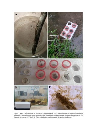 Figura 1. (A-E) Metodologias de criação de Ephemeroptera. (A) Vista do interior do copo de criação com
uma ninfa e um galho seco como substrato. (B-C) Prancha de isopor contendo alguns copos de criação. (D)
Aquário de criação. (E) Ninfa de Tricorythodes sp. se alimentando de detritos orgânicos.
 