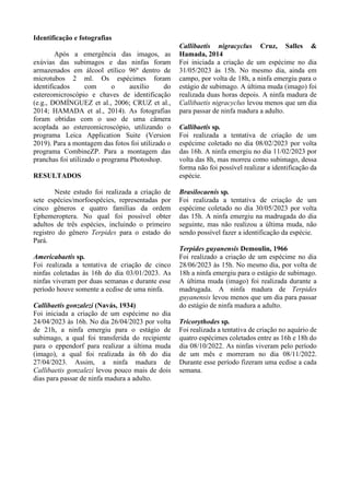 Identificação e fotografias
Após a emergência das imagos, as
exúvias das subimagos e das ninfas foram
armazenados em álcool etílico 96º dentro de
microtubos 2 ml. Os espécimes foram
identificados com o auxílio do
estereomicroscópio e chaves de identificação
(e.g., DOMÍNGUEZ et al., 2006; CRUZ et al.,
2014; HAMADA et al., 2014). As fotografias
foram obtidas com o uso de uma câmera
acoplada ao estereomicroscópio, utilizando o
programa Leica Application Suite (Version
2019). Para a montagem das fotos foi utilizado o
programa CombineZP. Para a montagem das
pranchas foi utilizado o programa Photoshop.
RESULTADOS
Neste estudo foi realizada a criação de
sete espécies/morfoespécies, representadas por
cinco gêneros e quatro famílias da ordem
Ephemeroptera. No qual foi possível obter
adultos de três espécies, incluindo o primeiro
registro do gênero Terpides para o estado do
Pará.
Americabaetis sp.
Foi realizada a tentativa de criação de cinco
ninfas coletadas às 16h do dia 03/01/2023. As
ninfas viveram por duas semanas e durante esse
período houve somente a ecdise de uma ninfa.
Callibaetis gonzalezi (Navás, 1934)
Foi iniciada a criação de um espécime no dia
24/04/2023 às 16h. No dia 26/04/2023 por volta
de 21h, a ninfa emergiu para o estágio de
subimago, a qual foi transferida do recipiente
para o eppendorf para realizar a última muda
(imago), a qual foi realizada às 6h do dia
27/04/2023. Assim, a ninfa madura de
Callibaetis gonzalezi levou pouco mais de dois
dias para passar de ninfa madura a adulto.
Callibaetis nigracyclus Cruz, Salles &
Hamada, 2014
Foi iniciada a criação de um espécime no dia
31/05/2023 às 15h. No mesmo dia, ainda em
campo, por volta de 18h, a ninfa emergiu para o
estágio de subimago. A última muda (imago) foi
realizada duas horas depois. A ninfa madura de
Callibaetis nigracyclus levou menos que um dia
para passar de ninfa madura a adulto.
Callibaetis sp.
Foi realizada a tentativa de criação de um
espécime coletado no dia 08/02/2023 por volta
das 16h. A ninfa emergiu no dia 11/02/2023 por
volta das 8h, mas morreu como subimago, dessa
forma não foi possível realizar a identificação da
espécie.
Brasilocaenis sp.
Foi realizada a tentativa de criação de um
espécime coletado no dia 30/05/2023 por volta
das 15h. A ninfa emergiu na madrugada do dia
seguinte, mas não realizou a última muda, não
sendo possível fazer a identificação da espécie.
Terpides guyanensis Demoulin, 1966
Foi realizado a criação de um espécime no dia
28/06/2023 às 15h. No mesmo dia, por volta de
18h a ninfa emergiu para o estágio de subimago.
A última muda (imago) foi realizada durante a
madrugada. A ninfa madura de Terpides
guyanensis levou menos que um dia para passar
do estágio de ninfa madura a adulto.
Tricorythodes sp.
Foi realizada a tentativa de criação no aquário de
quatro espécimes coletados entre as 16h e 18h do
dia 08/10/2022. As ninfas viveram pelo período
de um mês e morreram no dia 08/11/2022.
Durante esse período fizeram uma ecdise a cada
semana.
 
