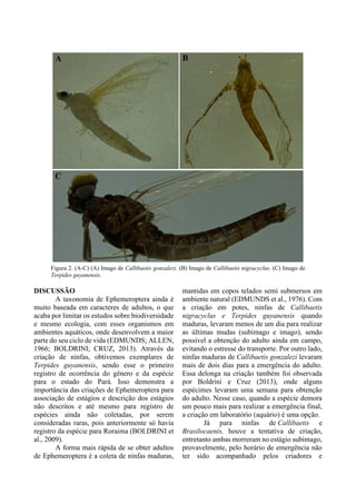 Figura 2. (A-C) (A) Imago de Callibaetis gonzalezi. (B) Imago de Callibaetis nigracyclus. (C) Imago de
Terpides guyanensis.
DISCUSSÃO
A taxonomia de Ephemeroptera ainda é
muito baseada em caracteres de adultos, o que
acaba por limitar os estudos sobre biodiversidade
e mesmo ecologia, com esses organismos em
ambientes aquáticos, onde desenvolvem a maior
parte do seu ciclo de vida (EDMUNDS; ALLEN,
1966; BOLDRINI; CRUZ, 2013). Através da
criação de ninfas, obtivemos exemplares de
Terpides guyanensis, sendo esse o primeiro
registro de ocorrência do gênero e da espécie
para o estado do Pará. Isso demonstra a
importância das criações de Ephemeroptera para
associação de estágios e descrição dos estágios
não descritos e até mesmo para registro de
espécies ainda não coletadas, por serem
consideradas raras, pois anteriormente só havia
registro da espécie para Roraima (BOLDRINI et
al., 2009).
A forma mais rápida de se obter adultos
de Ephemeroptera é a coleta de ninfas maduras,
mantidas em copos telados semi submersos em
ambiente natural (EDMUNDS et al., 1976). Com
a criação em potes, ninfas de Callibaetis
nigracyclus e Terpides guyanensis quando
maduras, levaram menos de um dia para realizar
as últimas mudas (subimago e imago), sendo
possível a obtenção do adulto ainda em campo,
evitando o estresse do transporte. Por outro lado,
ninfas maduras de Callibaetis gonzalezi levaram
mais de dois dias para a emergência do adulto.
Essa delonga na criação também foi observada
por Boldrini e Cruz (2013), onde alguns
espécimes levaram uma semana para obtenção
do adulto. Nesse caso, quando a espécie demora
um pouco mais para realizar a emergência final,
a criação em laboratório (aquário) é uma opção.
Já para ninfas de Callibaetis e
Brasilocaenis, houve a tentativa de criação,
entretanto ambas morreram no estágio subimago,
provavelmente, pelo horário de emergência não
ter sido acompanhado pelos criadores e
 