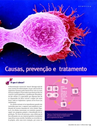 dezembro de 2002 • CIÊNCIA HOJE • 35
G E N É T I C AG E N É T I C A
Causas, prevenção e tratamento
O que é câncer?
A denominação comum de ‘câncer’ abrange mais de
uma centena de enfermidades, já que cada tecido do
organismo humano pode desenvolver uma ou mais
doenças malignas. O que todas essas doenças têm em
comum é principalmente a proliferação desordena-
da das células e a capacidade que algumas têm de
se desprender do bloco inicial e migrar até outro
local, onde se implantam e geram novos focos (ou
metástases).
As células normais só se reproduzem quando são
instruídas para isso, e seguem uma seqüência coor-
denada de eventos chamada de ‘ciclo celular’ (figu-
ra 2). As células cancerosas, ao contrário, passam a
seguir um programa próprio e desordenado de re-
produção. No início do processo, uma célula que já
tem alterações em seu material genético (mutações)
específicas nesse sentido, herdadas ou ocorridas ne-
la própria, sofre uma nova mutação, por acaso ou
Figura 2. O acúmulo de mutações ocorridas
durante o ciclo celular é responsável
pelo surgimento do câncer
(ARTE:
ELIMINAR
DA
FIGURA O
QUEESTÁ
NO MEIO
DO CICLO:
‘CDK’ E
‘CICLIN’.)
Síntese de DNA
Duplicação
dos cromossomos
Célula com
cromossomos duplicados
Separação dos
cromossomos
Divisão da célula
G1
M
G2
S
Mitose
 