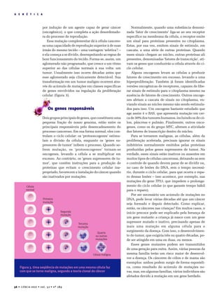 36 • CIÊNCIA HOJE • vol. 32 • nº 189
G E N É T I C A
por indução de um agente capaz de gerar câncer
(oncogênico), o que completa a ação desordenado-
ra do processo de reprodução.
Essa mutação complementar dá à célula cancero-
sa uma capacidade de reprodução superior à de suas
irmãs do mesmo tecido – uma vantagem ‘seletiva’! –
e ela começa a se dividir, desrespeitando as regras de
bom funcionamento do tecido. Forma-se, assim, um
aglomerado não programado, que cresce a um ritmo
superior ao das células normais à sua volta: um
tumor. Usualmente isso ocorre décadas antes que
esse aglomerado seja clinicamente detectável. Sua
transformação em um tumor maligno ocorrerá atra-
vés do acúmulo de mutações em classes específicas
de genes envolvidos na regulação da proliferação
celular (figura 3).
Os genes responsáveis
Doisgruposprincipaisdegenes,queconstituemuma
pequena fração do nosso genoma, estão entre os
principais responsáveis pelo desencadeamento do
processo canceroso. Em sua forma normal, eles con-
trolam o ciclo celular: os ‘protooncogenes’ estimu-
lam a divisão da célula, enquanto os ‘genes su-
pressores de tumor’ inibem o processo. Quando so-
frem mutação, os ‘protooncogenes’ tornam-se
oncogenes, levando a célula a se multiplicar em
excesso. Ao contrário, os ‘genes supressores de tu-
mor’, que contêm instruções para a produção de
proteínas que evitam o crescimento celular ina-
propriado, favorecem a instalação do câncer quando
são inativados por mutações.
Normalmente, quando uma substância denomi-
nada ‘fator de crescimento’ liga-se ao seu receptor
específico na membrana da célula, o receptor emite
um sinal para proteínas presentes no citoplasma.
Estas, por sua vez, emitem sinais de estímulo, em
cascata, a uma série de outras proteínas. Quando
esses sinais chegam ao núcleo, outras proteínas ali
presentes, denominadas ‘fatores de transcrição’, ati-
vam os genes que conduzirão a célula através do ci-
clo celular.
Alguns oncogenes levam as células a produzir
fatores de crescimento em excesso, levando a uma
hiperproliferação. Também já foram identificadas
versões oncogênicas de receptores, capazes de libe-
rar sinais de estímulo para o citoplasma mesmo na
ausência de fatores de crescimento. Outros oncoge-
nes afetam a cascata de sinais no citoplasma, en-
viando sinais ao núcleo mesmo não sendo estimula-
dos para isso. Um oncogene bastante estudado que
age assim é o RAS, que apresenta mutação em cer-
ca de 30% dos tumores humanos, incluindo os de có-
lon, pâncreas e pulmão. Finalmente, outros onco-
genes, como os do grupo MYC, alteram a atividade
dos fatores de transcrição dentro do núcleo.
Para se tornarem malignas, as células, além da
proliferação acelerada, precisam ignorar os sinais
inibitórios normalmente emitidos pelas proteínas
produzidas pelos genes supressores de tumor. Na
verdade, esses sinais estão inativos ou ausentes em
muitos tipos de células cancerosas, deixando-as sem
o controle de quando devem parar de se dividir ou,
no caso de lesões do DNA, sem o tempo necessá-
rio, durante o ciclo celular, para que ocorra o repa-
ro dessas lesões – isso acontece, por exemplo, nas
mutações do gene TP53, que impedem o prolonga-
mento do ciclo celular (o que garante tempo hábil
para o reparo).
Por ser necessário um acúmulo de mutações no
DNA, pode levar várias décadas até que um câncer
seja formado e depois detectado. Como explicar,
então, os cânceres nas crianças? Em muitos casos, o
início precoce pode ser explicado pela herança de
um gene mutante: a criança já nasce com um gene
supressor mutado e inativo, precisando apenas de
mais uma mutação em alguma célula para o
surgimento da doença. Com isso, o desenvolvimen-
to do tumor, que exigiria três ou quatro décadas, po-
de ser atingido em uma ou duas, ou menos.
Esses genes mutantes podem ser transmitidos
de uma geração para outra. Assim, várias pessoas da
mesma família terão um risco maior de desenvol-
ver a doença. Os cânceres de cólon e de mama são
exemplos: ambos podem surgir de forma esporádi-
ca, como resultado do acúmulo de mutações no-
vas, mas, em algumas famílias, vários indivíduos são
afetados devido à mutação em um gene herdado.
Figura 3. Uma seqüência de mutações em uma mesma célula faz
com que se torne maligna, segundo a teoria clonal do câncer
Célula
normal
Célula maligna
Primeira
mutação
Segunda
mutação
Terceira
mutação
Quarta
ou outras
mutações
 