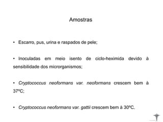 Amostras
• Escarro, pus, urina e raspados de pele;
• Inoculadas em meio isento de ciclo-heximida devido à
sensibilidade dos microrganismos;
• Cryptococcus neoformans var. neoformans crescem bem à
37ºC;
• Cryptococcus neoformans var. gattii crescem bem à 30ºC.
 