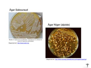 Ágar Níger (alpiste)
Ágar Sabouraud
Disponível em: http://www.scielo.org
Disponível em: http://www.mycology.adelaide.edu.au/images/crypto5.gif
 