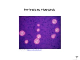 Morfologia no microscópio
Disponível em: http://www.life-worldwide.org/
 