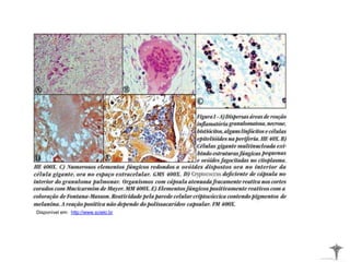 Disponível em: http://www.scielo.br
 