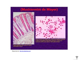 Disponível em: http://pt.slideshare.net
 