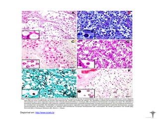 Disponível em: http://www.scielo.br
 