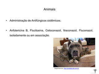 Animais
• Administração de Antifúngicos sistêmicos;
• Anfotericina B, Flucitosina, Cetoconazol, Itraconazol, Fluconazol,
isoladamente ou em associação.
Disponível em: http://portaldocat.com.br/
 