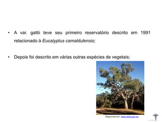 • A var. gattii teve seu primeiro reservatório descrito em 1991
relacionado à Eucalyptus camaldulensis;
• Depois foi descrito em várias outras espécies de vegetais;
Disponível em: www.anbg.gov.au
 
