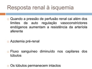Resposta renal à isquemia
   Quando a pressão de perfusão renal cai além dos
    limites da auto regulação vasoconstrictores
    endógenos aumentam a resistência da arteríola
    aferente

   Azotemia pré-renal

   Fluxo sanguíneo diminuído nos capilares dos
    túbulos

   Os túbulos permanecem intactos
 