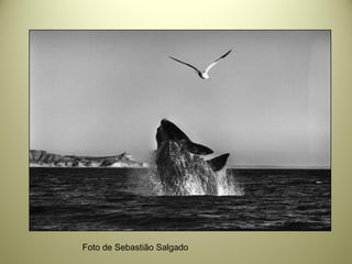 Foto de Sebastião Salgado
 