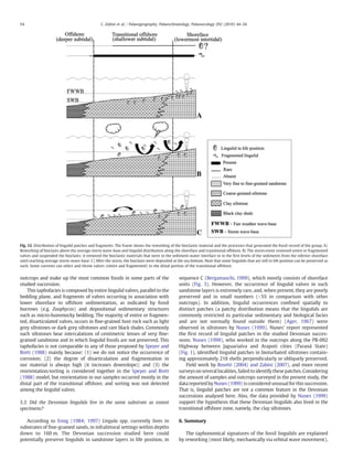 54                                              C. Zabini et al. / Palaeogeography, Palaeoclimatology, Palaeoecology 292 (2010) 44–56




Fig. 12. Distribution of lingulid patches and fragments. The frame shows the reworking of the bioclastic material and the processes that generated the fossil record of the group. A)
Reworking of bioclasts above the average storm wave-base and lingulid distribution along the shoreface and transitional offshore. B) The storm event removed entire or fragmented
valves and suspended the bioclasts; it removed the bioclastic materials that were in the sediment-water interface or in the ﬁrst levels of the sediments from the inferior shoreface
until reaching average storm-wave-base. C) After the storm, the bioclasts were deposited at the sea bottom. Note that some lingulids that are still in life position can be preserved as
such. Some currents can select and throw valves (entire and fragmented) to the distal portion of the transitional offshore.


outcrops and make up the most common fossils in some parts of the                             sequence C (Bergamaschi, 1999), which mostly consists of shoreface
studied succession.                                                                           units (Fig. 3). However, the occurrence of lingulid valves in such
    This taphofacies is composed by entire lingulid valves, parallel to the                   sandstone layers is extremely rare, and, when present, they are poorly
bedding plane, and fragments of valves occurring in association with                          preserved and in small numbers (b5% in comparison with other
lower shoreface to offshore sedimentation, as indicated by fossil                             outcrops). In addition, lingulid occurrences conﬁned spatially to
burrows (e.g. Zoophycos) and depositional sedimentary structures                              distinct patches (a patchy distribution means that the lingulids are
such as micro-hummocky bedding. The majority of entire or fragmen-                            commonly restricted to particular sedimentary and biological facies
ted, disarticulated valves, occurs in ﬁne-grained host rock such as light                     and are not normally found outside them) (Ager, 1967) were
grey siltstones or dark grey siltstones and rare black shales. Commonly                       observed in siltstones by Nunes (1999). Nunes' report represented
such siltstones bear intercalations of centimetric lenses of very ﬁne-                        the ﬁrst record of lingulid patches in the studied Devonian succes-
grained sandstone and in which lingulid fossils are not preserved. This                       sions. Nunes (1999), who worked in the outcrops along the PR-092
taphofacies is not comparable to any of those proposed by Speyer and                          Highway between Jaguariaíva and Arapoti cities (Paraná State)
Brett (1988) mainly because: (1) we do not notice the occurrence of                           (Fig. 1), identiﬁed lingulid patches in bioturbated siltstones contain-
corrosion; (2) the degree of disarticulation and fragmentation in                             ing approximately 218 shells perpendicularly or obliquely preserved.
our material is always high (it increases downslope); and (3) the                                Field work by Bosetti (2004) and Zabini (2007), and more recent
reorientation/sorting is considered together in the Speyer and Brett                          surveys on several localities, failed to identify these patches. Considering
(1988) model, but reorientation in our samples occurred mostly in the                         the amount of samples and outcrops surveyed in the present study, the
distal part of the transitional offshore, and sorting was not detected                        data reported by Nunes (1999) is considered unusual for this succession.
among the lingulid valves.                                                                    That is, lingulid patches are not a common feature in the Devonian
                                                                                              successions analysed here. Also, the data provided by Nunes (1999)
5.3. Did the Devonian lingulids live in the same substrate as extant                          support the hypothesis that these Devonian lingulids also lived in the
specimens?                                                                                    transitional offshore zone, namely, the clay siltstones.

   According to Emig (1984; 1997) Lingula spp. currently lives in                             6. Summary
substrates of ﬁne-grained sands, in infralittoral settings within depths
down to 160 m. The Devonian succession studied here could                                        The taphonomical signatures of the fossil lingulids are explained
potentially preserve lingulids in sandstone layers in life position, in                       by reworking (most likely, mechanically via orbital wave movement),
 
