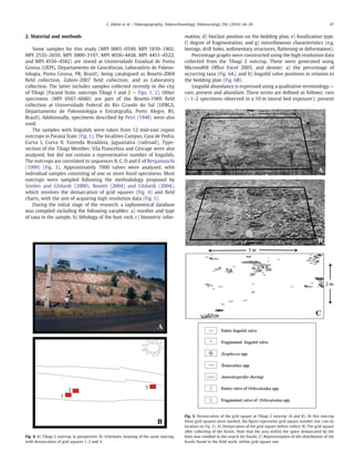C. Zabini et al. / Palaeogeography, Palaeoclimatology, Palaeoecology 292 (2010) 44–56                                              47


2. Material and methods                                                                    mation, d) bioclast position on the bedding plan, e) fossilization type,
                                                                                           f) degree of fragmentation, and g) miscellaneous characteristics (e.g.
    Some samples for this study (MPI 0001–0599, MPI 1839–1902,                             borings, drill holes, sedimentary structures, ﬂattening or deformation).
MPI 2535–2659, MPI 3000–3197, MPI 4036–4438, MPI 4451–4522,                                    Percentage graphs were constructed using the high resolution data
and MPI 4556–4582) are stored at Universidade Estadual de Ponta                            collected from the Tibagi 2 outcrop. These were generated using
Grossa (UEPG, Departamento de Geociências, Laboratório de Paleon-                          Microsoft® Ofﬁce Excel 2003, and denote: a) the percentage of
tologia, Ponta Grossa, PR, Brazil), being catalogued as Bosetti-2004                       occurring taxa (Fig. 6A), and b) lingulid valve positions in relation to
ﬁeld collection, Zabini-2007 ﬁeld collection, and as Laboratory                            the bedding plan (Fig. 6B).
collection. The latter includes samples collected recently in the city                         Lingulid abundance is expressed using a qualitative terminology —
of Tibagi (Paraná State, outcrops Tibagi 1 and 2 — Figs. 1, 2). Other                      rare, present and abundant. These terms are deﬁned as follows: rare
specimens (MPI 6567–6680) are part of the Bosetti-1989 ﬁeld                                (∼1–2 specimens observed in a 10 m lateral bed exposure); present
collection at Universidade Federal do Rio Grande do Sul (UFRGS,
Departamento de Paleontologia e Estratigraﬁa, Porto Alegre, RS,
Brazil). Additionally, specimens described by Petri (1948) were also
used.
    The samples with lingulids were taken from 12 mid-east region
outcrops in Paraná State (Fig. 1). The localities Campus, Casa de Pedra,
Curva I, Curva II, Fazenda Rivadávia, Jaguariaíva (railroad), Type-
section of the Tibagi Member, Vila Francelina and Cescage were also
analysed, but did not contain a representative number of lingulids.
The outcrops are correlated to sequences B, C, D and E of Bergamaschi
(1999) (Fig. 3). Approximately 7000 valves were analysed, with
individual samples consisting of one or more fossil specimens. Most
outcrops were sampled following the methodology proposed by
Simões and Ghilardi (2000), Bosetti (2004) and Ghilardi (2004),
which involves the demarcation of grid squares (Fig. 4) and ﬁeld
charts, with the aim of acquiring high resolution data (Fig. 5).
    During the initial stage of the research, a taphonomical database
was compiled including the following variables: a) number and type
of taxa in the sample, b) lithology of the host rock, c) biometric infor-




                                                                                           Fig. 5. Demarcation of the grid square at Tibagi 2 outcrop (A and B). At this outcrop
                                                                                           three grid squares were marked, the ﬁgure represents grid square number one (see its
                                                                                           location on Fig. 3). A) Demarcation of the grid square before collect. B) The grid square
                                                                                           after collecting of the fossils. Note that the area within the space demarcated by the
Fig. 4. A) Tibagi 2 outcrop, in perspective. B) Schematic drawing of the same outcrop,     lines was combed in the search for fossils. C) Representation of the distribution of the
with demarcation of grid squares 1, 2 and 3.                                               fossils found in the ﬁeld work, within grid square one.
 
