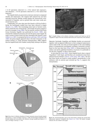 48                                               C. Zabini et al. / Palaeogeography, Palaeoclimatology, Palaeoecology 292 (2010) 44–56


(∼ 5–10 specimens observed in a 10 m lateral bed exposure);
and abundant (∼ 10–50 specimens observed in a 10 m lateral bed
exposure).
   The lingulid shells are preserved as internal, external or compound
moulds and impressions. The original shell material has not been
naturally preserved. Moulds usually display the characteristic orna-
mentation of lingulids, such as growth lines and, more rarely pre-
served muscle scars.
   Traditionally, ever since they were ﬁrst found in 1876 by Orville A.
Derby, the brachiopods studied here have been referred to Lingula
(Bosetti et al., 2008). This terminology dates back to Darwin's work,
which coined the term “living fossils”, and includes the genus Lingula as
one of its examples (Emig, 2008). The last speciﬁc revision of the Ponta
Grossa Formation lingulids was performed by Bosetti (1989), who
retained the traditional taxonomy and used the genus name Lingula. No
major revision of these fossils has been attempted after Bosetti's work                        Fig. 7. Lingulid oblique to the sediment, showing its anterior part faced up, and the
(Zabini et al., 2007). As proposed by Biernat and Emig (1993) and Emig                         “linguliform” shape of the shell, somehow deformed by the compression of the sediment.
(2003) the genus Lingula appeared only in the later Cretaceous or the
earliest Tertiary. C.C. Emig (personal communication; 2008) suggests
                                                                                               Dignomia. Seemingly, Lingulidae and Obolidae families are preserved
that the lingulid fossils here studied, mostly likely, belong to the genus
                                                                                               together, with no apparent differences in their ecological requirements
                                                                                               and/or mode of life, once they are found together in the same bedding
                                                                                               planes. A comprehensive investigation, including a taxonomic revision,
                                                                                               based on the new data from Emig (2003), is being prepared by the
                                                                                               authors and will be published elsewhere. At present, it is preferable to
                                                                                               use the term “lingulid” to refer to these fossils.
                                                                                                   As described by Emig (2003), these lingulid fossils show a typical
                                                                                               “linguliform” shell shape, and therefore are considered to have been
                                                                                               infaunal burrow dwellers (Cherns, 1979; Emig, 1997, 2003). The fact
                                                                                               that these fossils are found in small numbers, perpendicular to the
                                                                                               sediment, with its anterior part oriented up (Fig. 7), supports this
                                                                                               interpretation.




Fig. 6. Data charts. A) Relative abundance of major taxonomic groups through sampled
grid squares (1, 2 and 3) of Tibagi 2 outcrop. n = 2001; B) Percentages of lingulids in life   Fig. 8. The chronostratigraphic chart of the Paraná Basin, showing the second-order
position, oblique and concordant to the sediment, through sampled grid squares (1, 2           depositional sequences (simpliﬁed after Milani et al., 1994). The dashed rectangle
and 3) of Tibagi 2 outcrop. n = 1783.                                                          indicates the area studied in this paper.
 